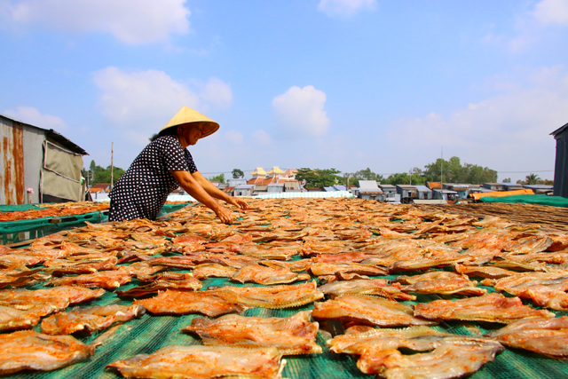 Công đoạn phơi khô cá lóc